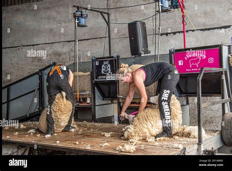 competitive sheep shearing.